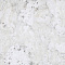 Пробковое настенное покрытие Corkstyle Wall Design Vico Snow Белый (миниатюра фото 1)
